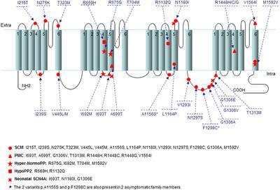 Clinical and Molecular Spectrum of Myotonia and Periodic Paralyses Associated With Mutations in SCN4A in a Large Cohort of Italian Patients